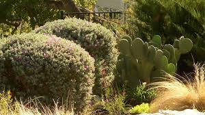 If you would llike to become part of our society you are welcome to download our membership application and join us at our next meeting! Central Texas Gardener Hardy Agaves Season 18 Episode 33 Pbs