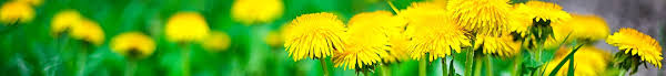 Start planning for sugar hill. Weed Control Lawn Care Services Weed Man Gwinnett County