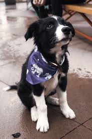 Elephant Bandana Dog Breeds Cute Dogs Breeds Shepherd Dog Breeds