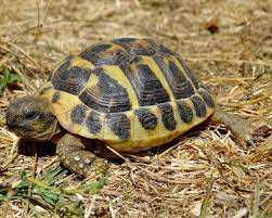 Hermann S Tortoise Facts Size Habitat Lifespan Pictures
