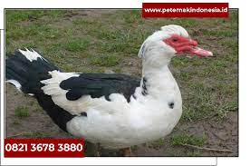 Anak kethek arane kenyung utawa cenguk utawa munyuk 16. Jual Bibit Entok Broiler Anak Mentok Jenenge