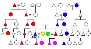Ambilineal