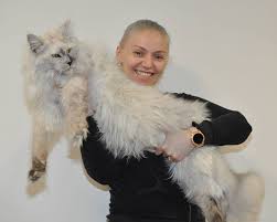 Pin On Maine Coon Cats