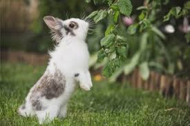 Animals you once considered to be deer resistant wild flower seed from outsidepride. 17 Shrubs Flowers And Plants That Rabbits Won T Eat