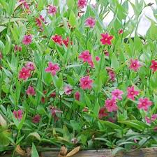 Image result for Jasminum