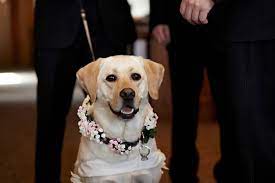 Dog Ring Bearer Girl And Dog Wedding Ceremony Rings Dog Wedding