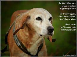 Aber dann gibt es noch sie. Reise Uber Den Regenbogen Foto Bild Trauer Hunde Hund Bilder Auf Fotocommunity