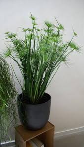 Image result for Cyperus amauropus