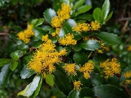 Image result for Salicaceae