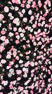 Cute Pink Flowers Iphone Wallpaper Pink Wallpaper Iphone Pink Flowers Wallpaper Flower Background Iphone