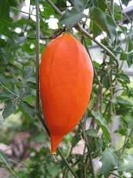 Image result for Momordica corymbifera