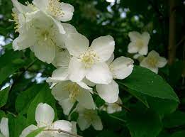 Fiori bianchi da giardino idee green. Il Filadelfo Philadelphus Profumo Di Falso Arancio Codiferro Master Gardener