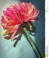 Fuji Spider Mum Pink And Yellow Chrysanthemum Single Flower With Sunlite And Shadow Stock Photo Image Of Rough Blooming 117302030