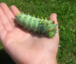 The cecropia moth is a silk moth the size of a dessert plate that flits secretly through our night sky. Hyalophora Cecropia Larva Weird Animals Cecropia Moth Caterpillar