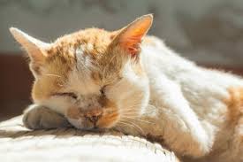 Some cats display lots of visible symptoms while some don't show any signs at all. How Does My Indoor Cat Get Worms Spryfield Animal Hospital