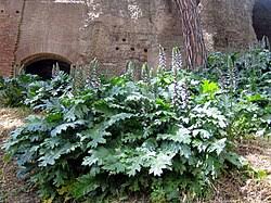 Image result for Acanthus polystachyus
