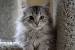 Brown Cymric Cat