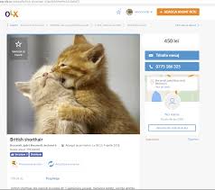Buy or sell something today! FÄƒ O VizitÄƒ Pe Olx Noul Rai Al È›eparilor