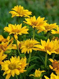 Tuscan sun false sunflower | walters gardens. Heliopsis Tuscan Gold Bluestone Perennials