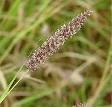 Image result for Cenchrus ciliaris