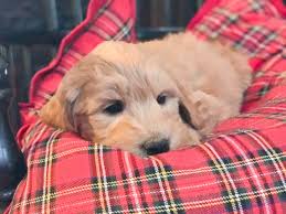 We raise goldendoodles by hand with love and careful attention. Goldendoodle Puppies For Sale Massachusetts American Goldendoodle
