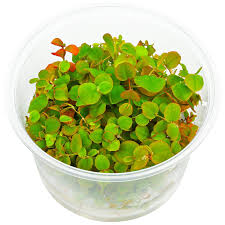 Image result for Phyllanthus confusus