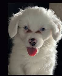 Corgi in lower Delaware that needs a home 😍