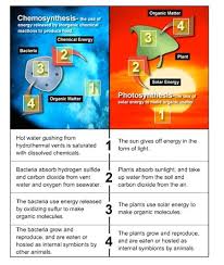 The Diagram Below Compares Examples Of These Two Processes Chemosynthesis In A Seafloor Hydrothermal Photosynthesis Chemical Energy Marine Biology