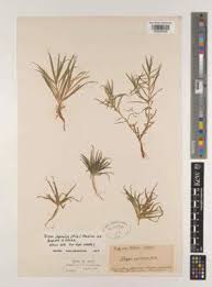 Image result for Blyxa hexandra