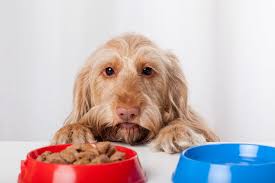 The great thing about the best cheap dog food is that it will, most of the time, still provide your dog with the core nutrients they need for a healthy and balanced diet. Best Cheap Dog Food