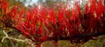 Image result for Combretum microphyllum