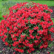 Buy Rhododendron Red Eventual Size Small Delivery By Crocus In 2020 Rhododendron Season Plants Evergreen Plants