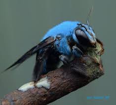 Blue Carpenter Bee Xylocopa Caerulea C Ayim Mushahril Holzbiene Bienenprodukte Insekten