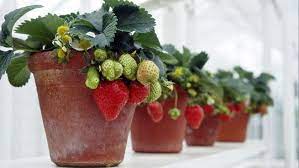 Fragaria × ananassa) is a widely grown hybrid species of the genus fragaria, collectively known as the strawberries. Don T Be Afraid You Can Grow Strawberries At Home Los Angeles Times