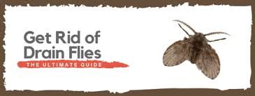 May 10, 2018 · drain flies are small—measuring an eighth of an inch, which is about the size of a fruit fly or a gnat (it's easy to confuse them, as a matter of fact). 1 Drain Fly Official Guide Find Identify Get Rid Of Them