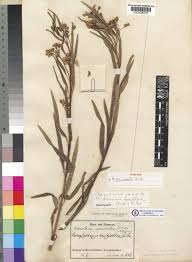 Image result for Kanahia laniflora