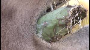 Found in the deserts of the american southwest, the whereas, rugged, versatile, and uniquely beautiful, the prickly pear cactus has made numerous contributions to the landscape, cuisine, and. Til Camels Can Eat Long Needled Cactus Boing Boing