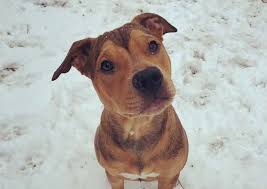 Maybe you would like to learn more about one of these? Cedar Rapids Animal Hospital Cedar Rapids Veterinarians