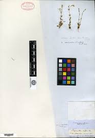 Image result for Stemodiopsis buchananii