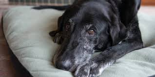 Cancer that has started in one place can spread to and invade other parts of the body. Bone Cancer In Dogs And Pet Euthanasia At Home Pet Crossings