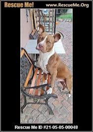 pitbull kennels in gauteng