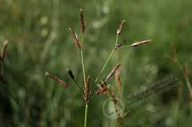 Image result for Fimbristylis madagascariensis