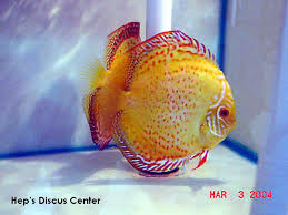 Discus Classification