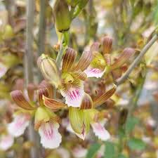 Image result for Eulophia