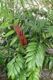 Image result for Lecaniodiscus fraxinifolius