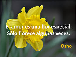 Lecciones Para Amar Frase Celebre Sobre El Amor Osho Osho Frases Frases Celebres