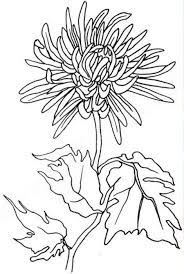 Chrysanthemum Football Mum Flower Line Drawings Silk Art Flower Drawing