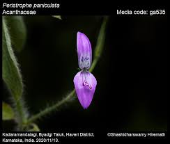 Image result for Dicliptera paniculata