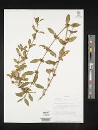 Image result for Dyschoriste nagchana