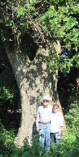 The Great Trees The Great Trees Of O lahoma Of O lahoma